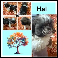 AKC Hal, a male Shih Tzu for sale in Corpus Christi, TX – Photo 2 of 2