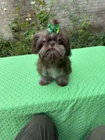 Niko, a male Shih Tzu for sale in Corpus Christi, TX – 3 of 10