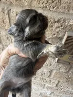 AKC Nilla F, a female Shih Tzu for sale in Corpus Christi, TX – 2 of 3