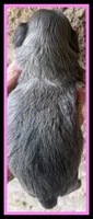 AKC Nilla F, a female Shih Tzu for sale in Corpus Christi, TX – 3 of 3