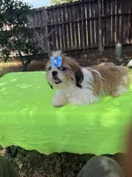 AKC Issa Onederful M, a male Shih Tzu for sale in Corpus Christi, TX – 7 of 10