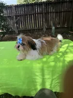 AKC Issa Onederful M, a male Shih Tzu for sale in Corpus Christi, TX – 5 of 10