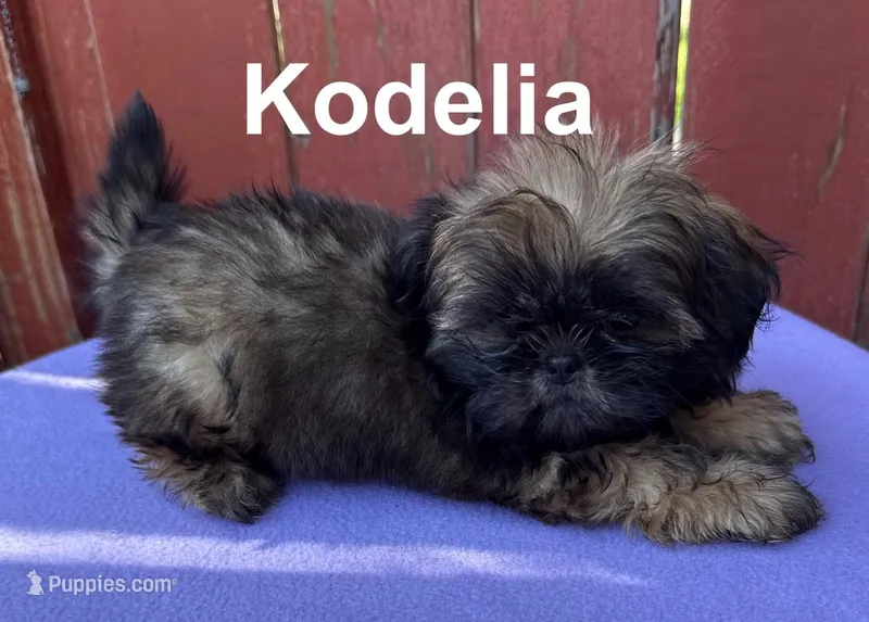 AKC Kodelia – Shih Tzu puppy for sale in Corpus Christi, TX