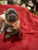 AKC Auden M, a male Shih Tzu for sale in Corpus Christi, TX – 3 of 5