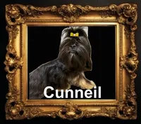 AKC Cunniel M, a male Shih Tzu for sale in Corpus Christi, TX – 2 of 9