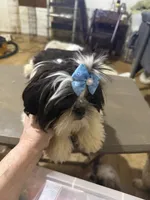 AKC Haskell M, a female Shih Tzu for sale in Corpus Christi, TX – 2 of 9