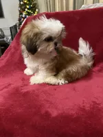 AKC Yosir, a male Shih Tzu for sale in Corpus Christi, TX – Photo 7 of 7