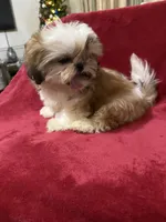 AKC Yosir, a male Shih Tzu for sale in Corpus Christi, TX – Photo 2 of 7