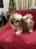 AKC Yosir, a male Shih Tzu for sale in Corpus Christi, TX – Photo 5 of 7