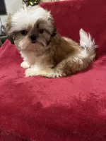 AKC Yosir, a male Shih Tzu for sale in Corpus Christi, TX – Photo 6 of 7