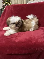 AKC Yosir, a male Shih Tzu for sale in Corpus Christi, TX – Photo 3 of 7