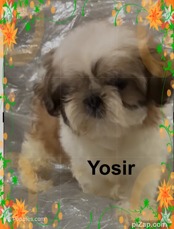 AKC Yosir