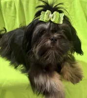 AKC Duster M, a male Shih Tzu for sale in Corpus Christi, TX – 5 of 5