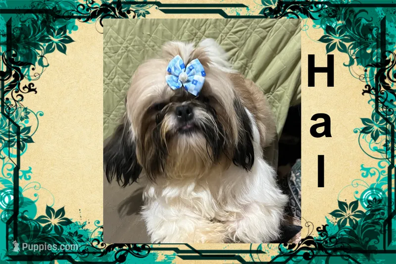 AKC Hal M – Shih Tzu puppy for sale in Corpus Christi, TX