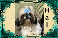 AKC Hal M, a male Shih Tzu for sale in Corpus Christi, TX – 1 of 3
