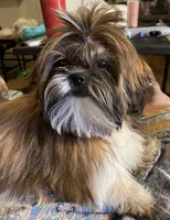 iswan, a male Shih Tzu for sale in Corpus Christi, TX – 2 of 5