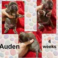 AKC Auden M, a male Shih Tzu for sale in Corpus Christi, TX – 2 of 5