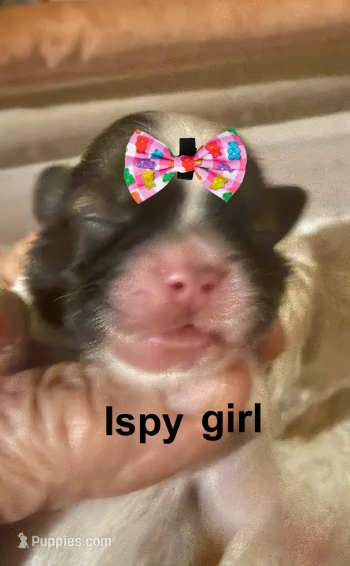 Ipsy – Shih Tzu puppy for sale in Corpus Christi, TX
