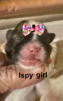 Ipsy, a female Shih Tzu for sale in Corpus Christi, TX – 1 of 1
