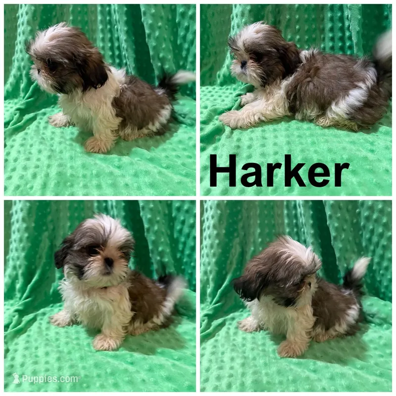 AKC Harker – Shih Tzu puppy for sale in Corpus Christi, TX
