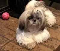 AKC Isela F, a female Shih Tzu for sale in Corpus Christi, TX – 6 of 6
