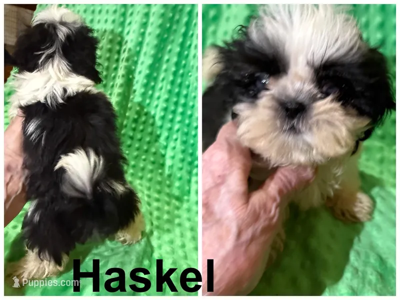 AKC Haskell – Shih Tzu puppy for sale in Corpus Christi, TX