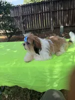 AKC Issa Onederful M, a male Shih Tzu for sale in Corpus Christi, TX – 8 of 10