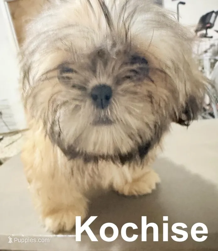 AKC Kochise – Shih Tzu puppy for sale in Corpus Christi, TX