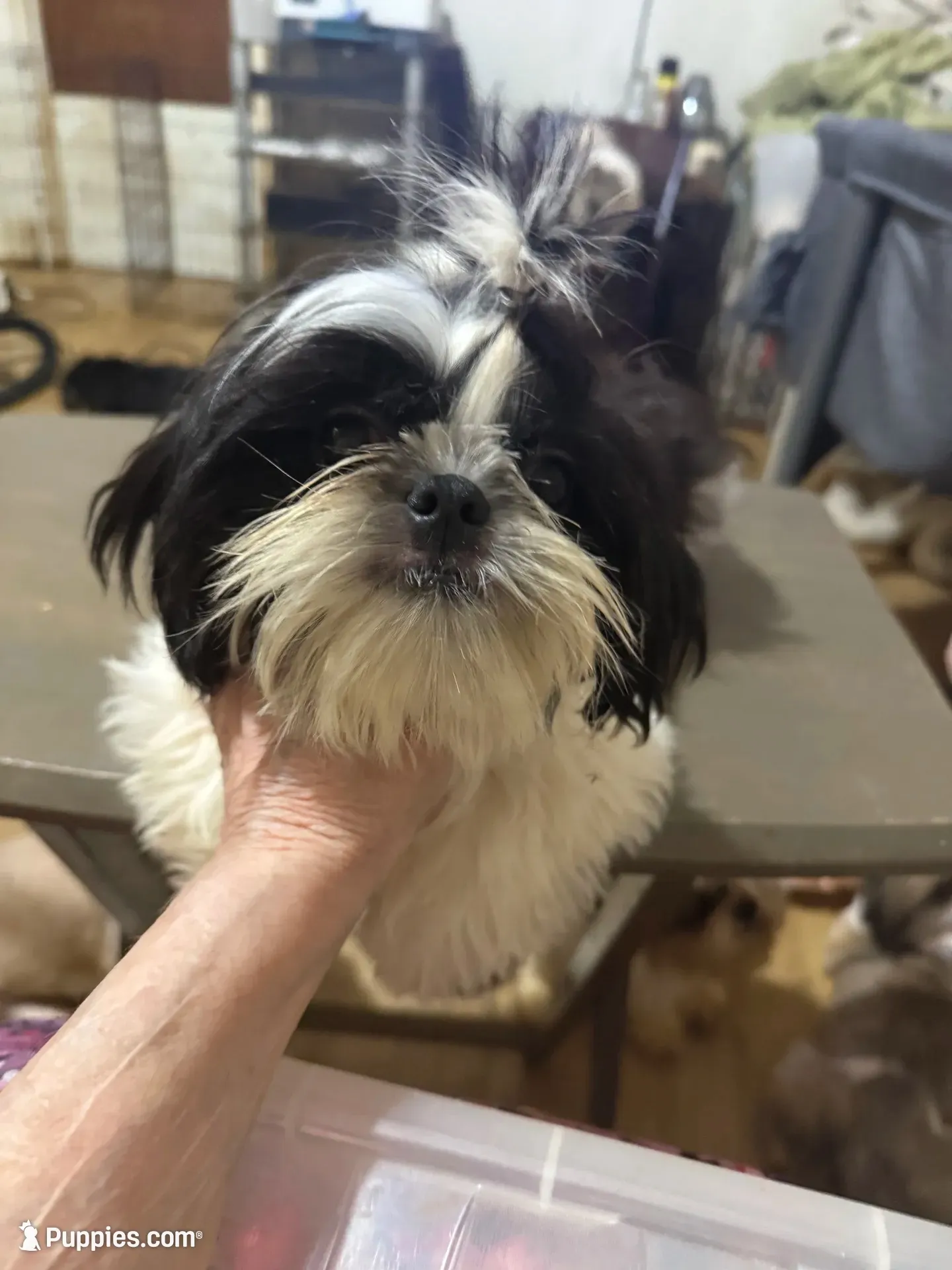 AKC Haskell M, a female Shih Tzu for sale in Corpus Christi, TX – 9 of 9