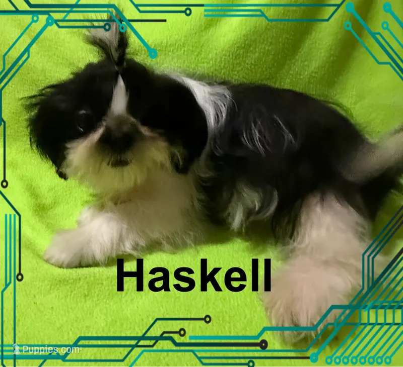 AKC Haskell M – Shih Tzu puppy for sale in Corpus Christi, TX