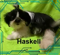 AKC Haskell M, a female Shih Tzu for sale in Corpus Christi, TX – 1 of 1