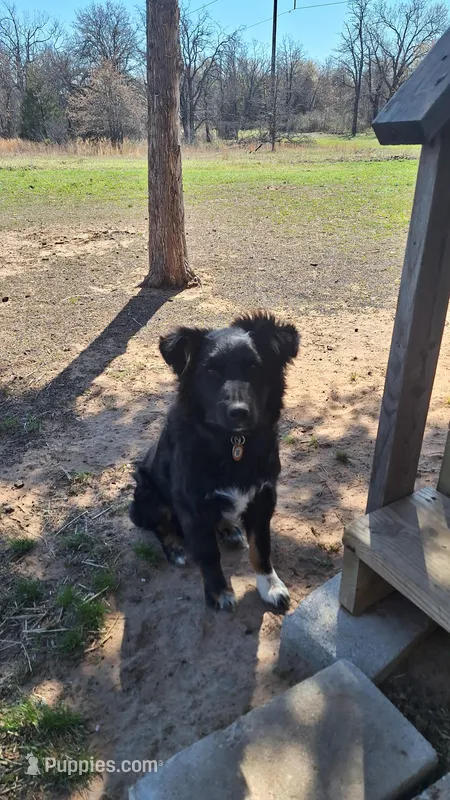 Little bear – Australian Shepherd puppy for sale in Pink, OK