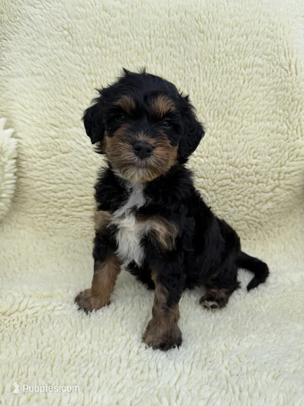Hopscotch  – Miniature Bernedoodle, Miniature Aussiedoodle puppy for sale in Appleton, WI