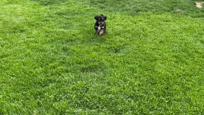 Hopscotch , a female Miniature Bernedoodle and Miniature Aussiedoodle for sale in Appleton, WI – 5 of 5