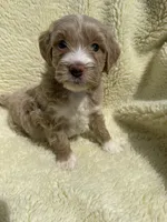 Teeter Totter , a male Miniature Bernedoodle and Miniature Aussiedoodle for sale in Appleton, WI – 2 of 4