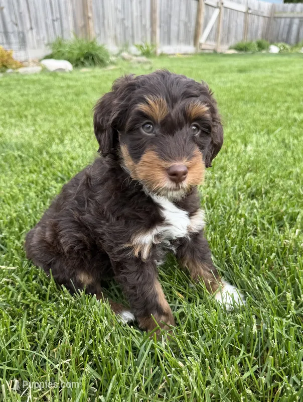 Scooter  – Miniature Bernedoodle, Miniature Aussiedoodle puppy for sale in Appleton, WI