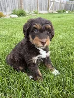 Scooter , a female Miniature Bernedoodle and Miniature Aussiedoodle for sale in Appleton, WI – 1 of 5