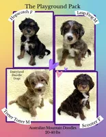 Hopscotch , a female Miniature Bernedoodle and Miniature Aussiedoodle for sale in Appleton, WI – 3 of 3