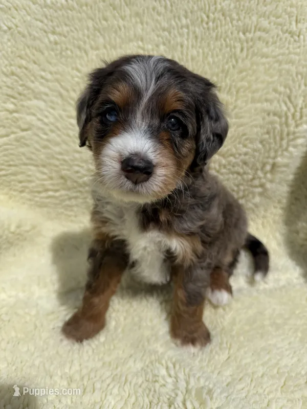 Leap Frog – Miniature Bernedoodle, Miniature Aussiedoodle puppy for sale in Appleton, WI