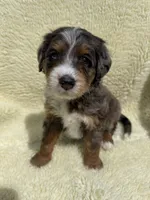 Leap Frog, a male Miniature Bernedoodle and Miniature Aussiedoodle for sale in Appleton, WI – 1 of 3