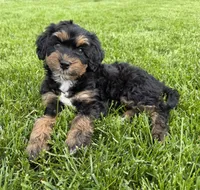 Hopscotch , a female Miniature Bernedoodle and Miniature Aussiedoodle for sale in Appleton, WI – 1 of 5