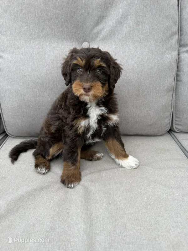 Scooter  – Miniature Bernedoodle, Miniature Aussiedoodle puppy for sale in Appleton, WI