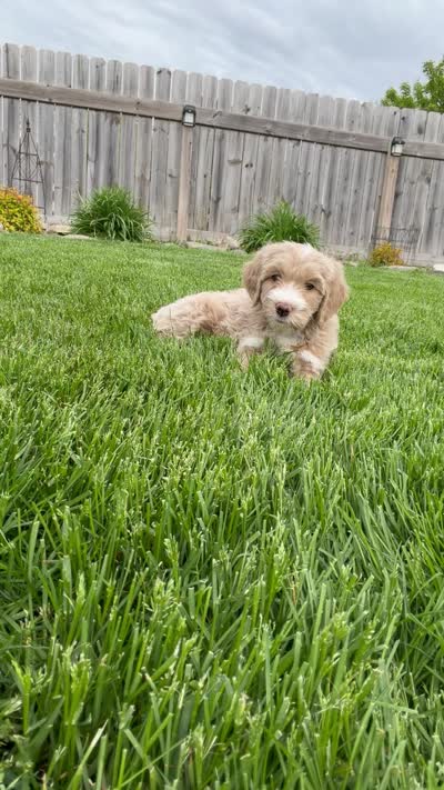 Teeter Totter , a male Miniature Bernedoodle and Miniature Aussiedoodle for sale in Appleton, WI – 5 of 5