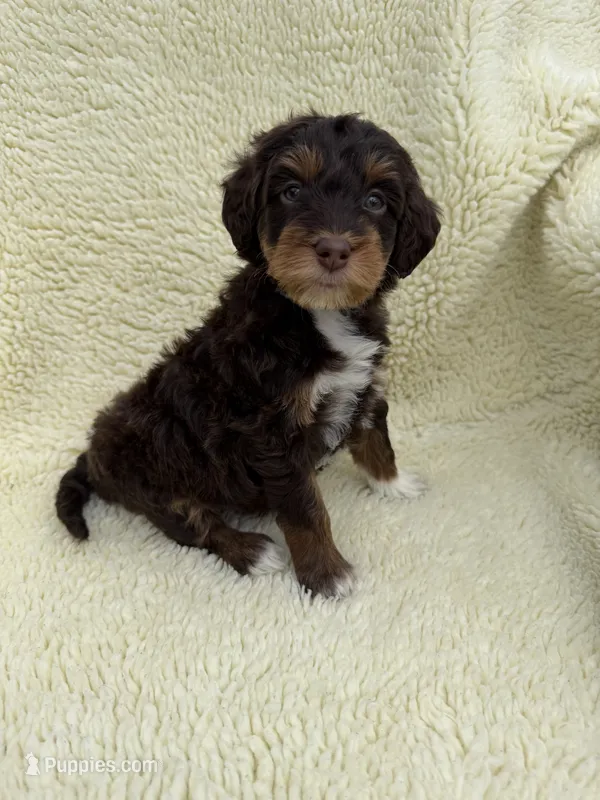Scooter  – Miniature Bernedoodle, Miniature Aussiedoodle puppy for sale in Appleton, WI