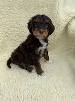 Scooter , a female Miniature Bernedoodle and Miniature Aussiedoodle for sale in Appleton, WI – 1 of 3