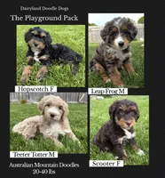 Scooter , a female Miniature Bernedoodle and Miniature Aussiedoodle for sale in Appleton, WI – 2 of 5