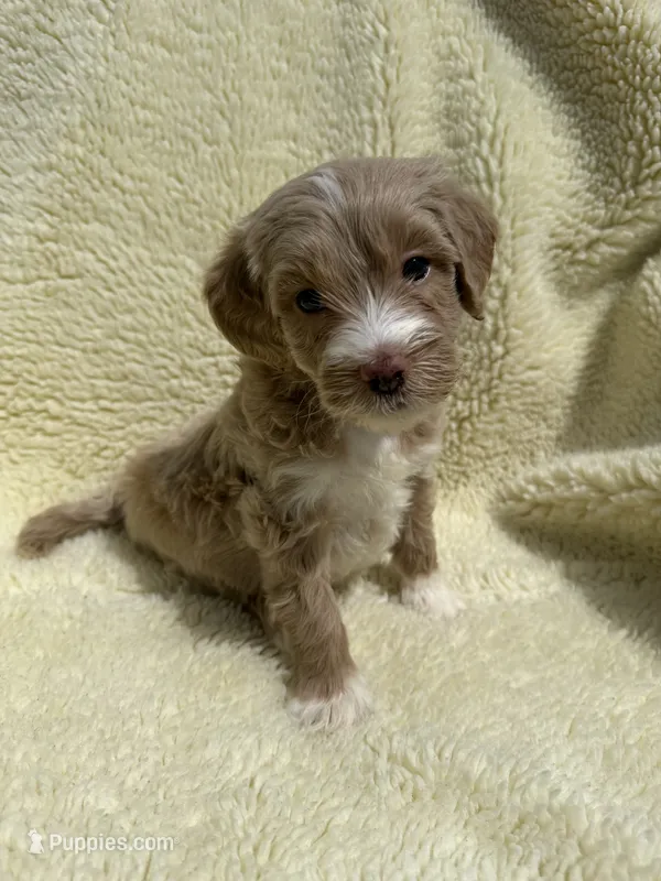 Teeter Totter  – Miniature Bernedoodle, Miniature Aussiedoodle puppy for sale in Appleton, WI