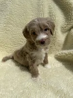 Teeter Totter , a male Miniature Bernedoodle and Miniature Aussiedoodle for sale in Appleton, WI – 1 of 4