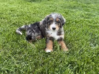 Leap Frog, a male Miniature Bernedoodle and Miniature Aussiedoodle for sale in Appleton, WI – 3 of 6