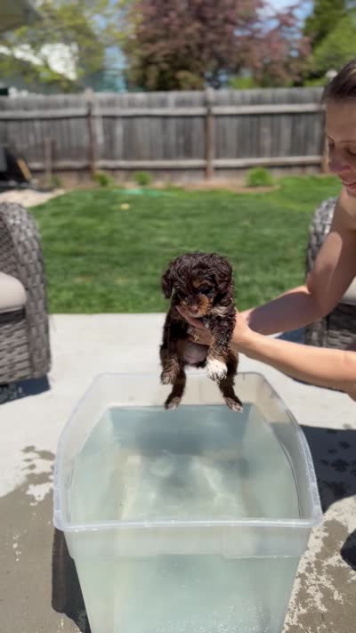 Scooter , a female Miniature Bernedoodle and Miniature Aussiedoodle for sale in Appleton, WI – 3 of 3